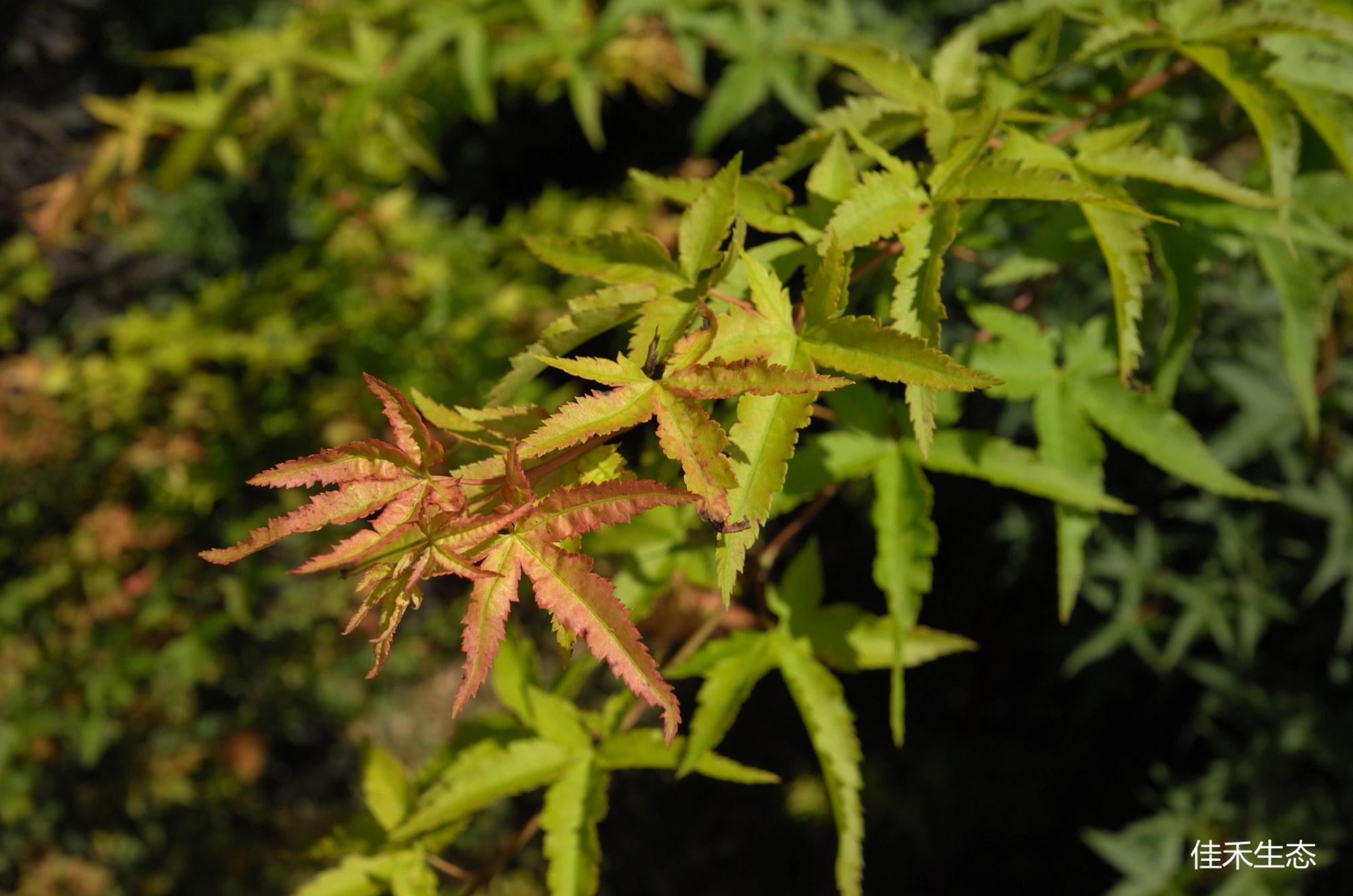 L1122922_副本.jpg