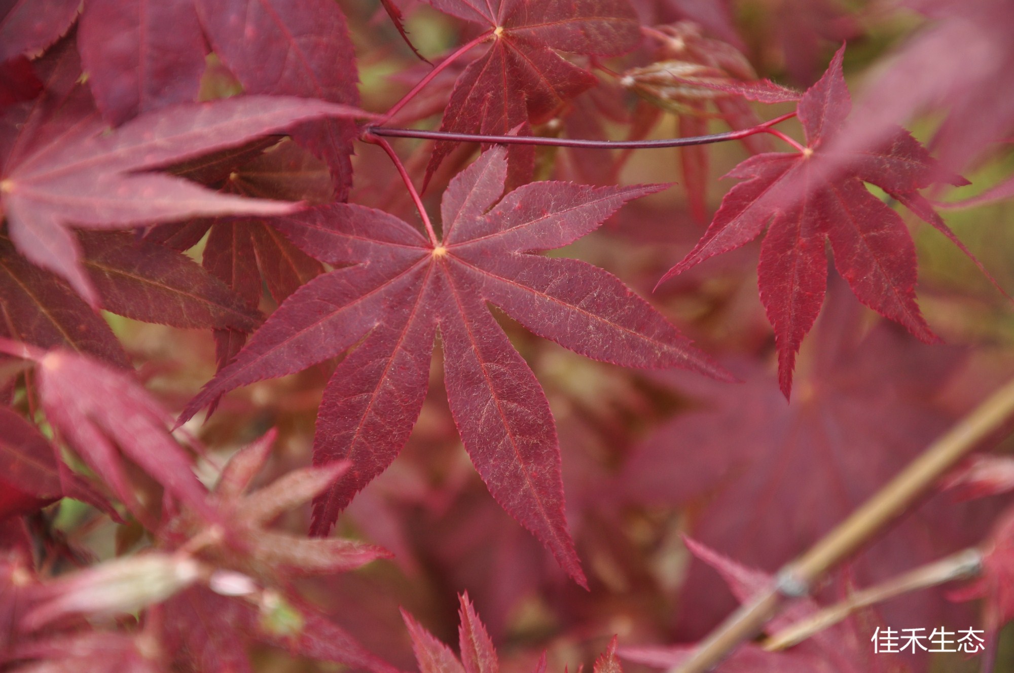 DSC_0556_副本.jpg