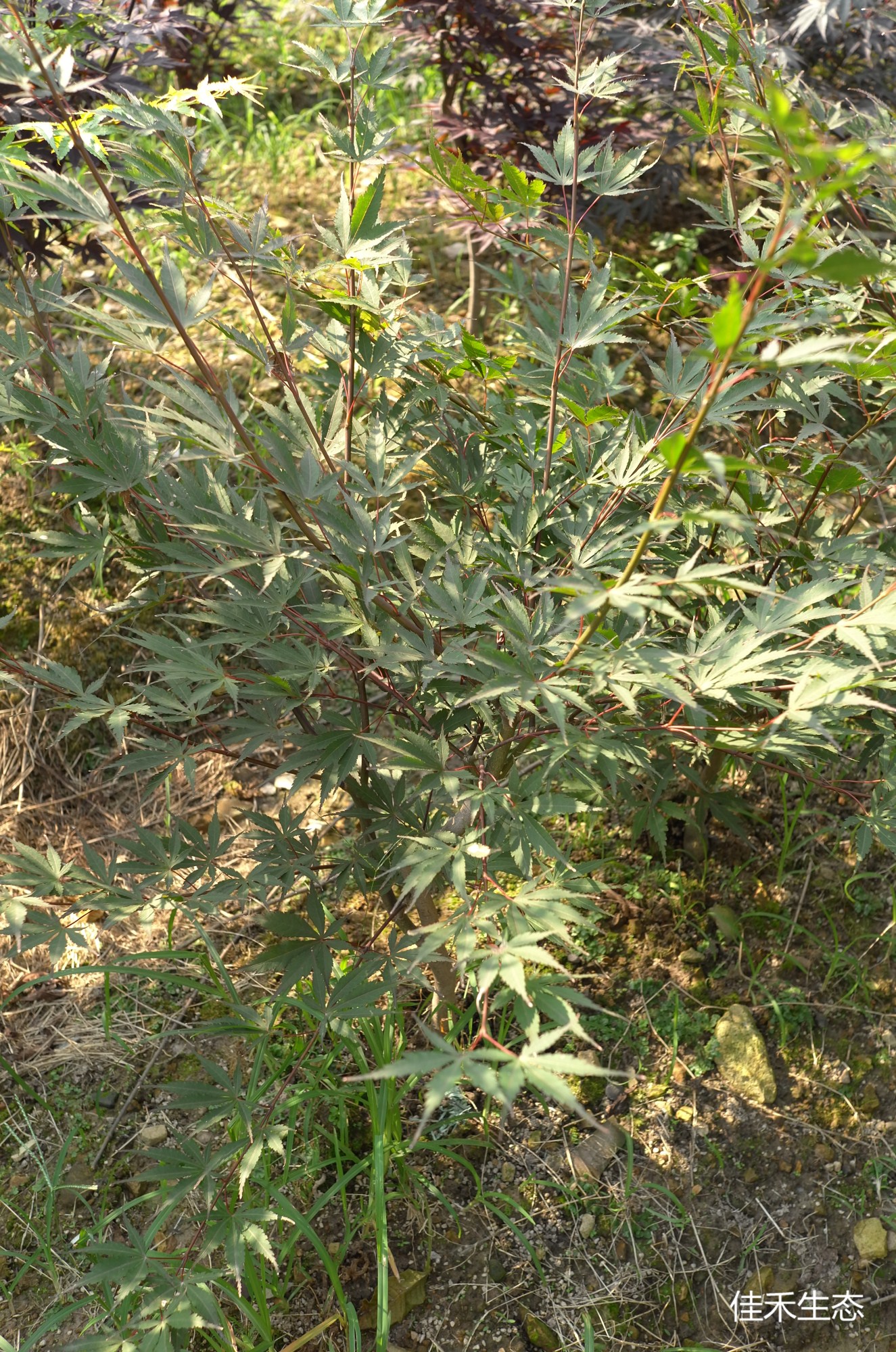 L1121852.JPG
